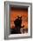 Black Domestic Cat, Silhoutte at Sunset with Eyes Reflecting Light-Jane Burton-Framed Photographic Print