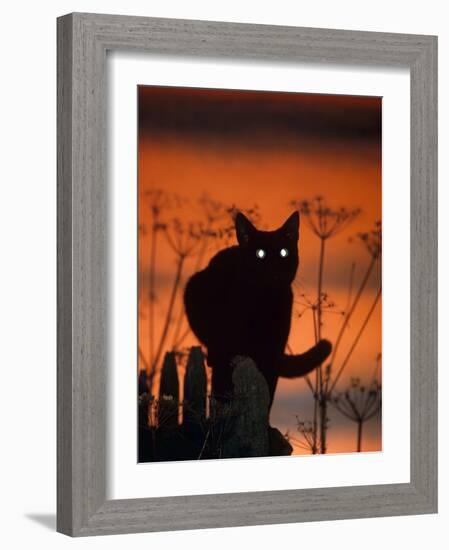 Black Domestic Cat, Silhoutte at Sunset with Eyes Reflecting Light-Jane Burton-Framed Photographic Print