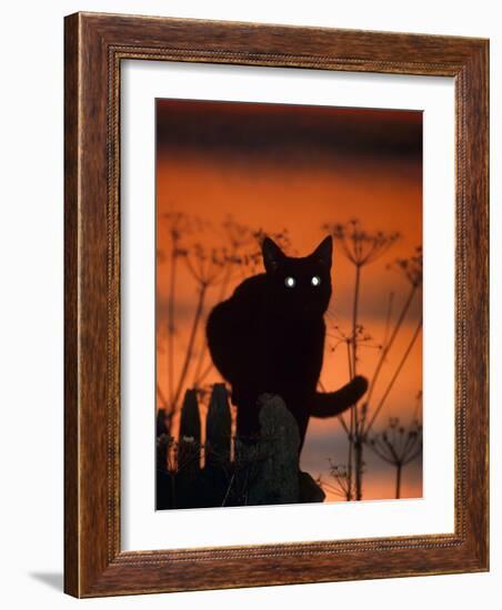 Black Domestic Cat, Silhoutte at Sunset with Eyes Reflecting Light-Jane Burton-Framed Photographic Print