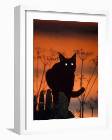 Black Domestic Cat, Silhoutte at Sunset with Eyes Reflecting Light-Jane Burton-Framed Photographic Print