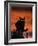 Black Domestic Cat, Silhoutte at Sunset with Eyes Reflecting Light-Jane Burton-Framed Photographic Print