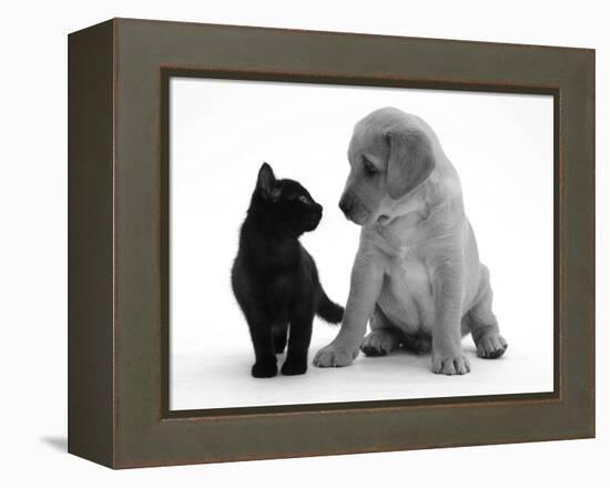 Black Domestic Kitten (Felis Catus) and Labrador Puppy (Canis Familiaris) Looking at Each Other-Jane Burton-Framed Premier Image Canvas