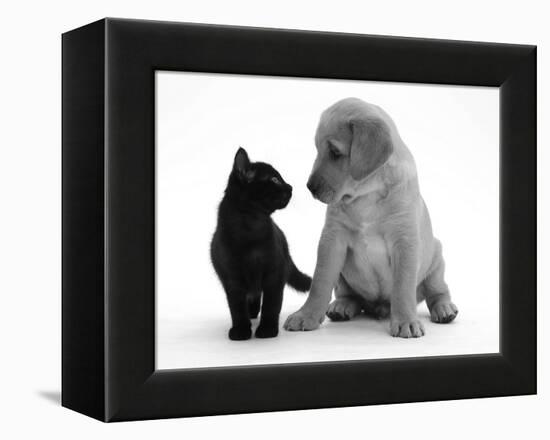 Black Domestic Kitten (Felis Catus) and Labrador Puppy (Canis Familiaris) Looking at Each Other-Jane Burton-Framed Premier Image Canvas