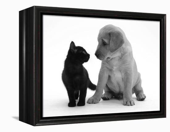 Black Domestic Kitten (Felis Catus) and Labrador Puppy (Canis Familiaris) Looking at Each Other-Jane Burton-Framed Premier Image Canvas