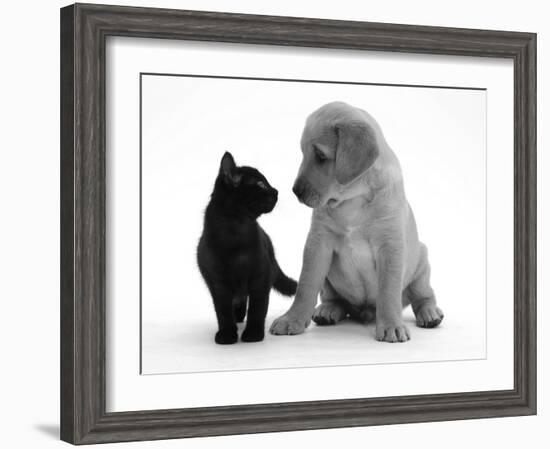 Black Domestic Kitten (Felis Catus) and Labrador Puppy (Canis Familiaris) Looking at Each Other-Jane Burton-Framed Photographic Print