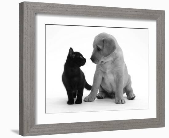 Black Domestic Kitten (Felis Catus) and Labrador Puppy (Canis Familiaris) Looking at Each Other-Jane Burton-Framed Photographic Print