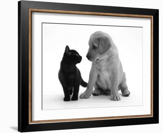 Black Domestic Kitten (Felis Catus) and Labrador Puppy (Canis Familiaris) Looking at Each Other-Jane Burton-Framed Photographic Print