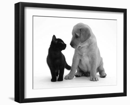 Black Domestic Kitten (Felis Catus) and Labrador Puppy (Canis Familiaris) Looking at Each Other-Jane Burton-Framed Photographic Print