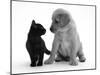 Black Domestic Kitten (Felis Catus) and Labrador Puppy (Canis Familiaris) Looking at Each Other-Jane Burton-Mounted Photographic Print