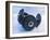 Black Dumbbells-null-Framed Photographic Print