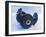 Black Dumbbells-null-Framed Photographic Print