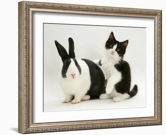 Black Dutch Rabbit with Black-And-White Kitten-Jane Burton-Framed Photographic Print