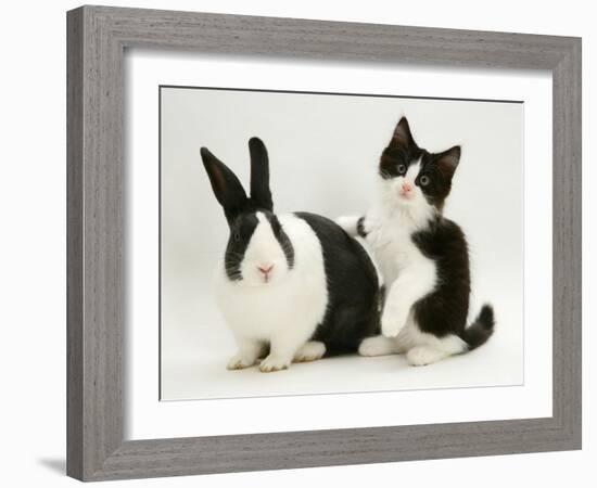 Black Dutch Rabbit with Black-And-White Kitten-Jane Burton-Framed Photographic Print