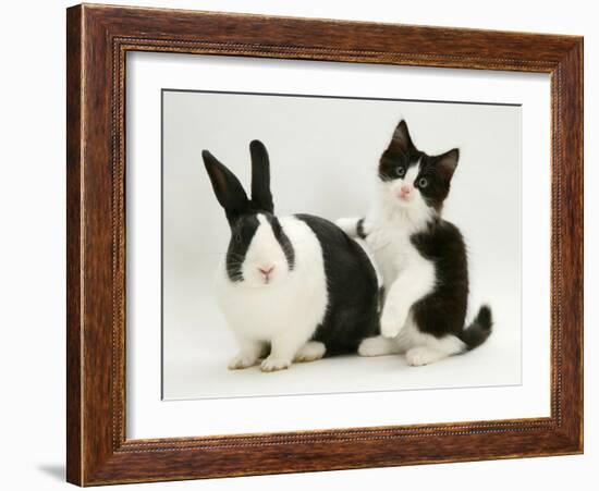 Black Dutch Rabbit with Black-And-White Kitten-Jane Burton-Framed Photographic Print