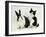 Black Dutch Rabbit with Black-And-White Kitten-Jane Burton-Framed Photographic Print