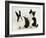 Black Dutch Rabbit with Black-And-White Kitten-Jane Burton-Framed Photographic Print