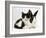 Black Dutch Rabbit with Black-And-White Kitten-Jane Burton-Framed Photographic Print