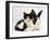 Black Dutch Rabbit with Black-And-White Kitten-Jane Burton-Framed Photographic Print