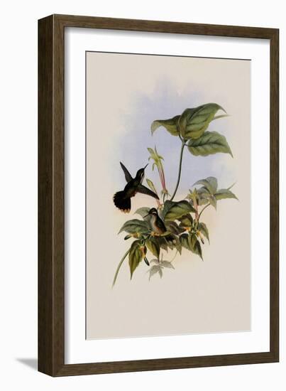 Black-Eared Adelomyia, Adelomyia Melanogenys-John Gould-Framed Giclee Print
