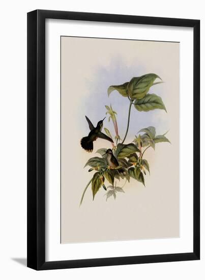 Black-Eared Adelomyia, Adelomyia Melanogenys-John Gould-Framed Giclee Print