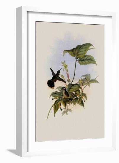 Black-Eared Adelomyia, Adelomyia Melanogenys-John Gould-Framed Giclee Print