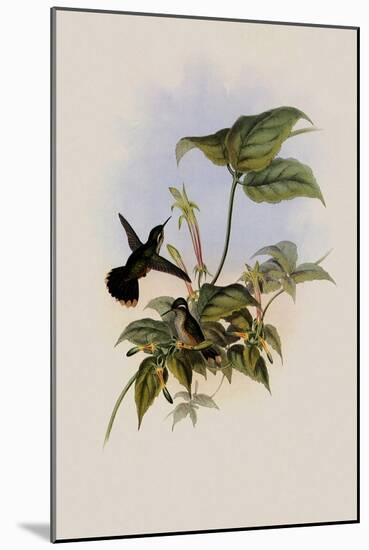 Black-Eared Adelomyia, Adelomyia Melanogenys-John Gould-Mounted Giclee Print