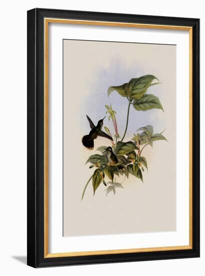 Black-Eared Adelomyia, Adelomyia Melanogenys-John Gould-Framed Giclee Print