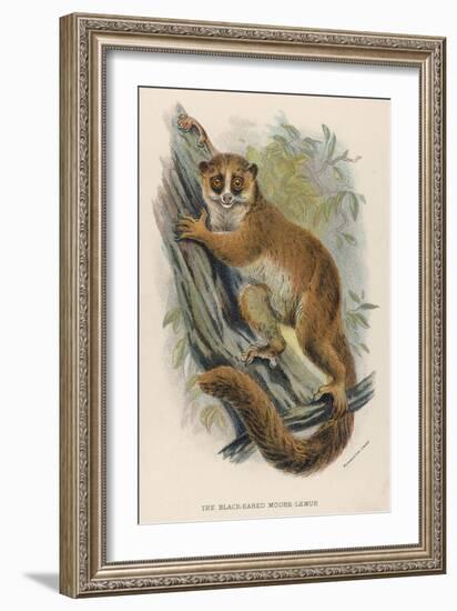 Black-Eared Mouse Lemur Climbing a Tree-null-Framed Art Print