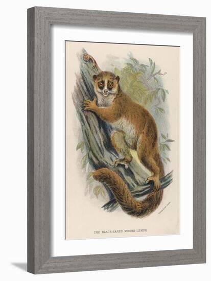 Black-Eared Mouse Lemur Climbing a Tree-null-Framed Art Print