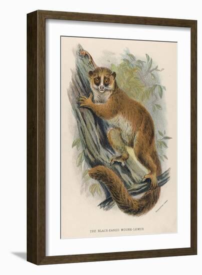 Black-Eared Mouse Lemur Climbing a Tree-null-Framed Art Print