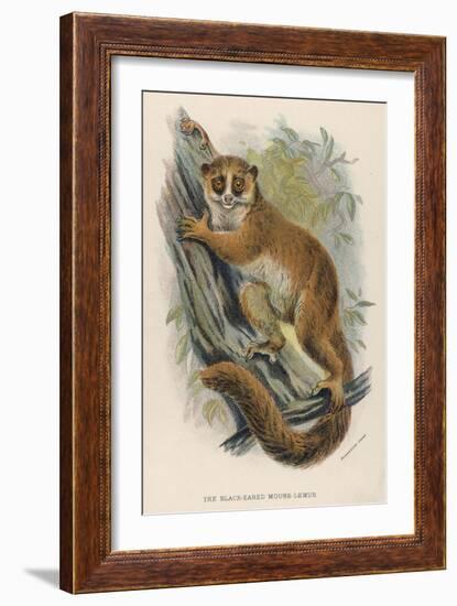 Black-Eared Mouse Lemur Climbing a Tree-null-Framed Art Print