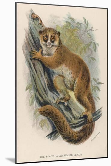 Black-Eared Mouse Lemur Climbing a Tree-null-Mounted Art Print