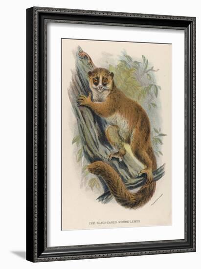 Black-Eared Mouse Lemur Climbing a Tree-null-Framed Art Print