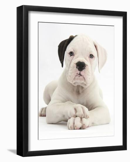 Black Eared White Boxer Puppy, Lying With Head Up And Crossed Paws, Against White Background-Mark Taylor-Framed Photographic Print