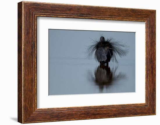 Black erget displaying, Guinea Bissau, Africa-Pedro Narra-Framed Photographic Print