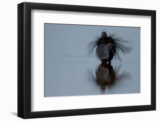 Black erget displaying, Guinea Bissau, Africa-Pedro Narra-Framed Photographic Print