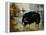 Black Ewe-Rikki Drotar-Framed Premier Image Canvas