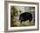 Black Ewe-Rikki Drotar-Framed Giclee Print