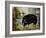 Black Ewe-Rikki Drotar-Framed Giclee Print