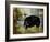 Black Ewe-Rikki Drotar-Framed Giclee Print