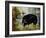 Black Ewe-Rikki Drotar-Framed Giclee Print