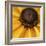 Black Eyed Susan Abstract-Anna Miller-Framed Photographic Print