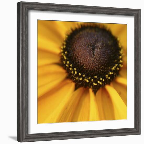 Black Eyed Susan Abstract-Anna Miller-Framed Photographic Print