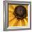 Black Eyed Susan Abstract-Anna Miller-Framed Photographic Print