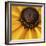 Black Eyed Susan Abstract-Anna Miller-Framed Photographic Print