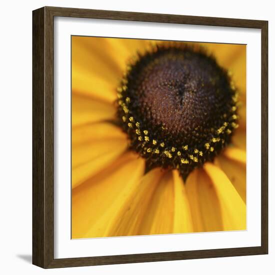 Black Eyed Susan Abstract-Anna Miller-Framed Photographic Print