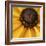 Black Eyed Susan Abstract-Anna Miller-Framed Photographic Print