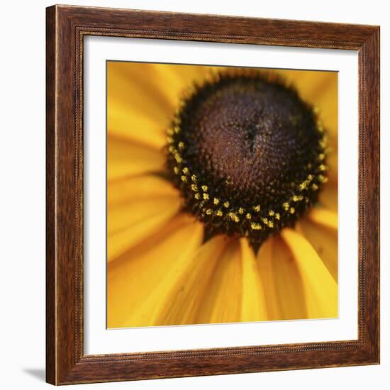 Black Eyed Susan Abstract-Anna Miller-Framed Photographic Print