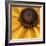 Black Eyed Susan Abstract-Anna Miller-Framed Photographic Print