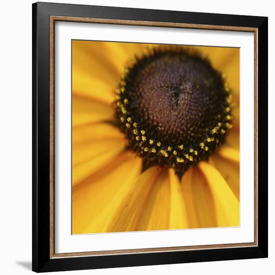 Black Eyed Susan Abstract-Anna Miller-Framed Photographic Print